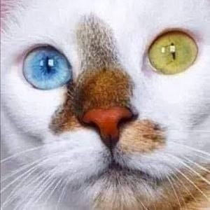 Meet your Posher, Sam